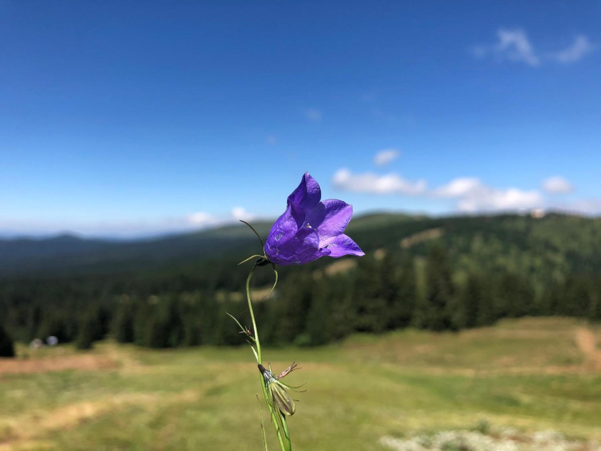 Mecava Apartmani Kopaonik Exteriér fotografie